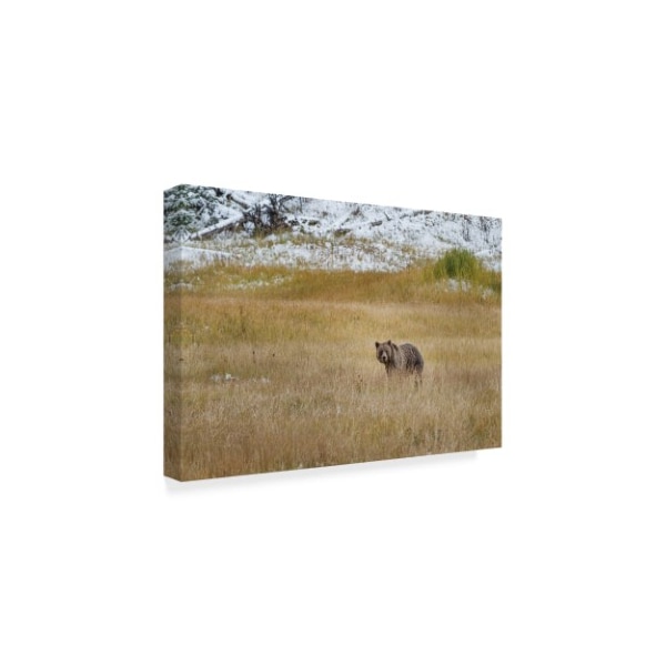 Galloimages Online 'Young Grizzly In Yellowstone' Canvas Art,30x47